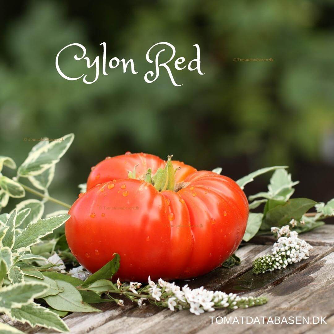 Cylon Red